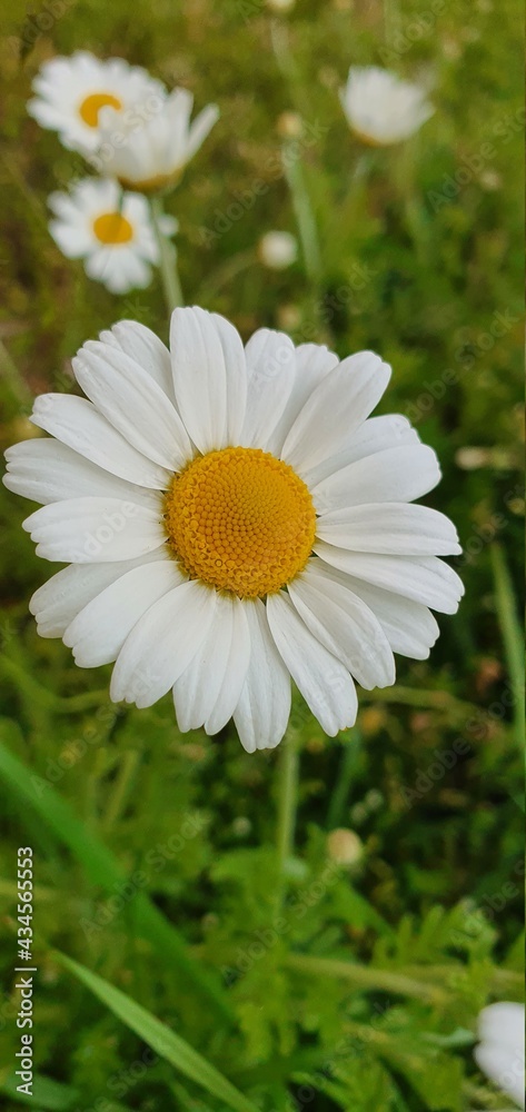 Obraz premium white daisy flower