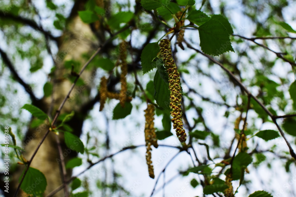 Fototapeta premium birch catkins, birch, spring leaves