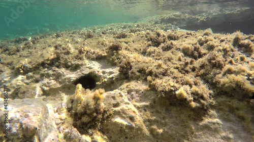 Underwater of a real sea with microscopic animals, planktons and small fishes in natural ecosystem.Include bacteria, archaea, algae, protozoa and drifting or floating animal.Mossy moss coral reef aqua photo