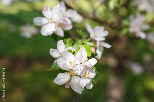 Selective focus, close up of cherry tree branch with blossoming flowers in the sunlight against blurred background with bokeh. Concept of spring blossom and nature