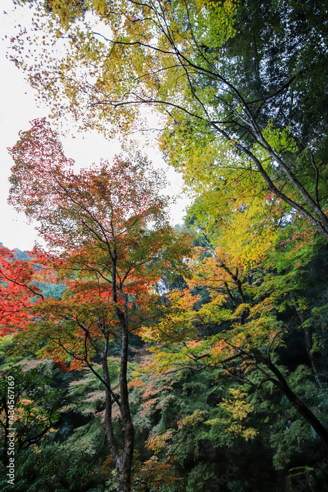 南禅寺界隈の紅葉