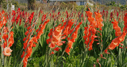 Colorful gladiolus flower farm with sunlight
