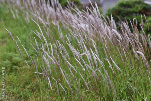 Cogon grass fluff.  Poaceae weeds.
 photo