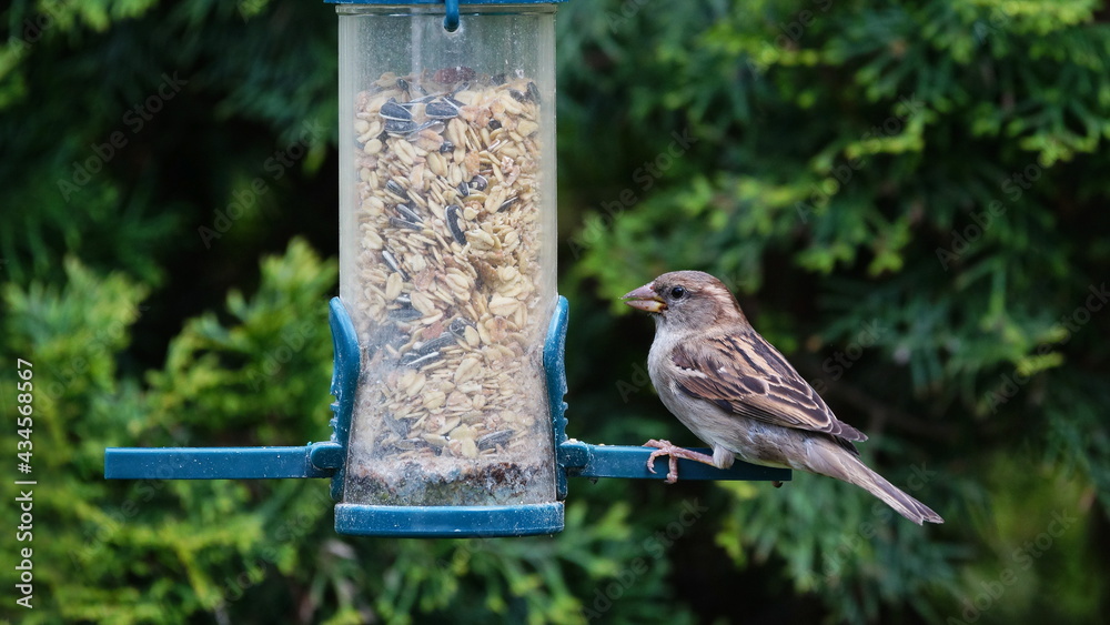 Naklejka premium sparrow at a feed silo