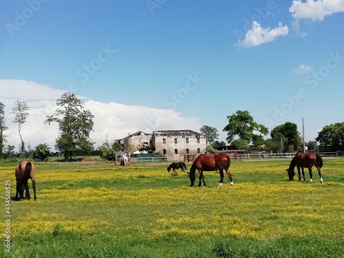 horses on a meadow © Stemoir