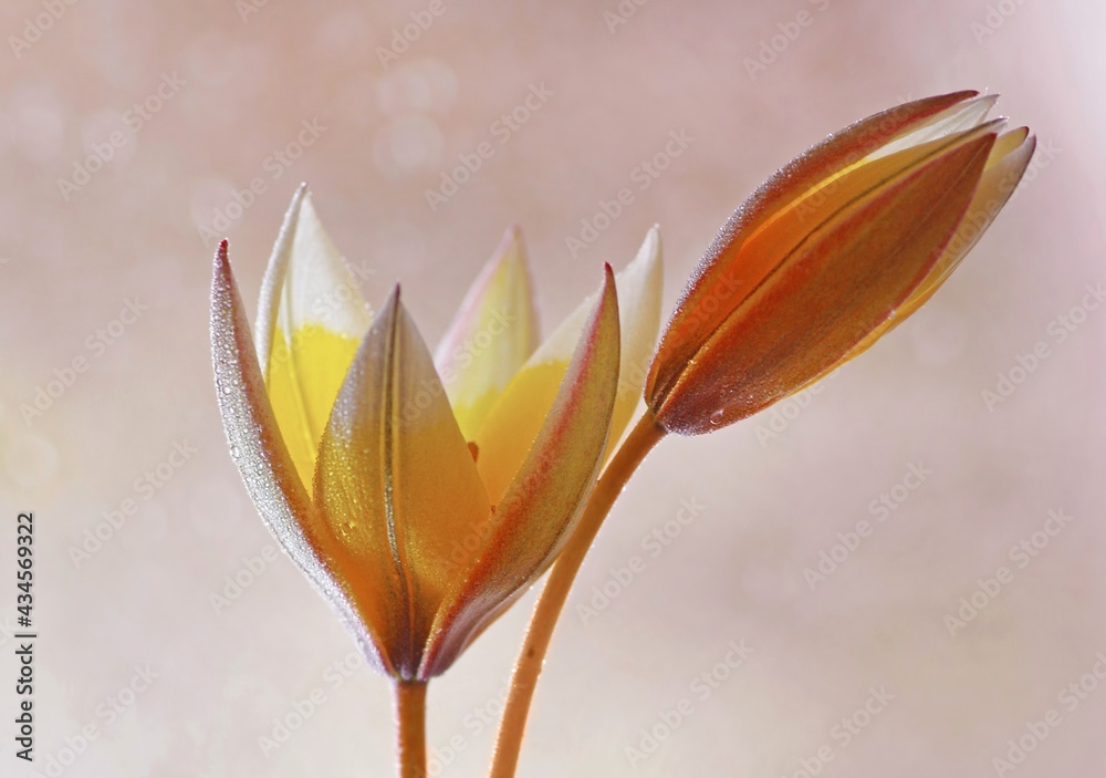 Naklejka premium Kwiaty Tulipany zolte botaniczne Tarda. 