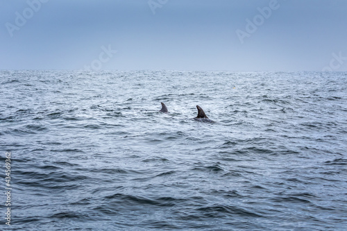 Just two fins. Two dolphins in the pacifi ocean