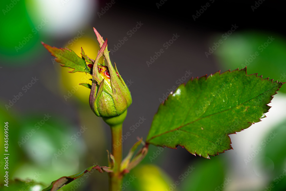 Rosenknospe Rosenknospe