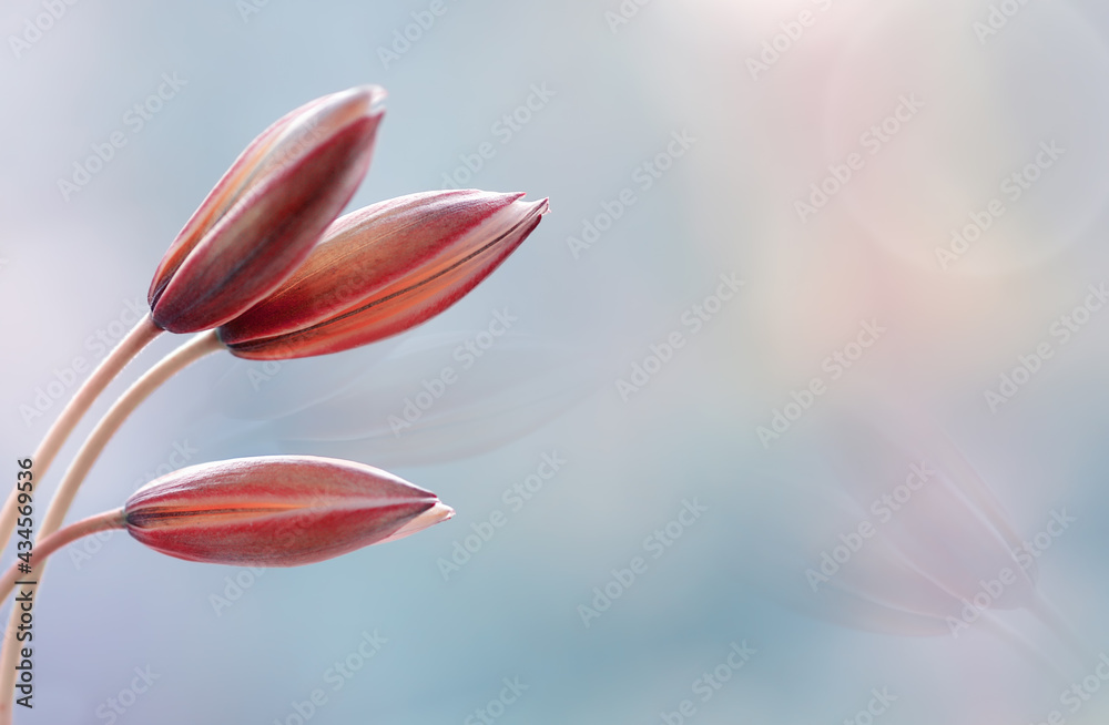 Fototapeta premium Tulipany botaniczne 