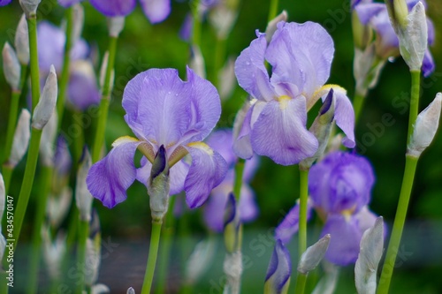 blue iris flowers