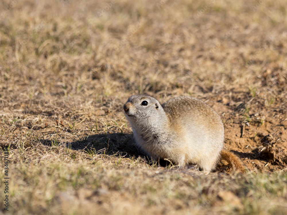 Cute Gopher or Ground squirrel on the field. Wildlife or Earth Day concept.