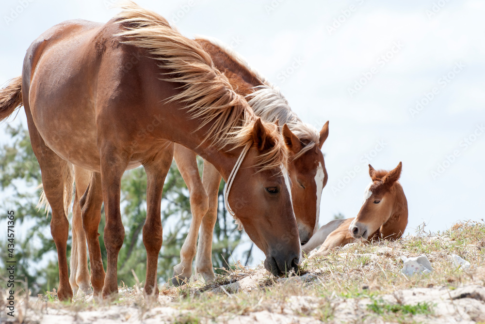 Obraz premium Grand Turk Island Horses Family