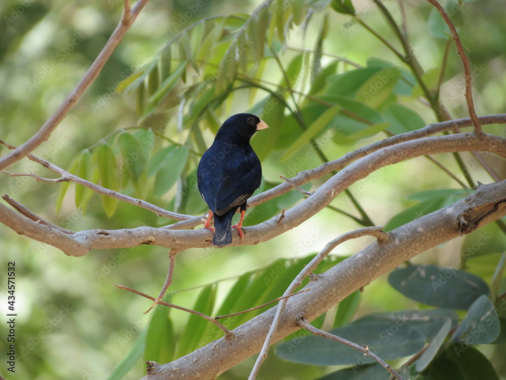 Obraz premium Birds in their natural habitat of Eritrea