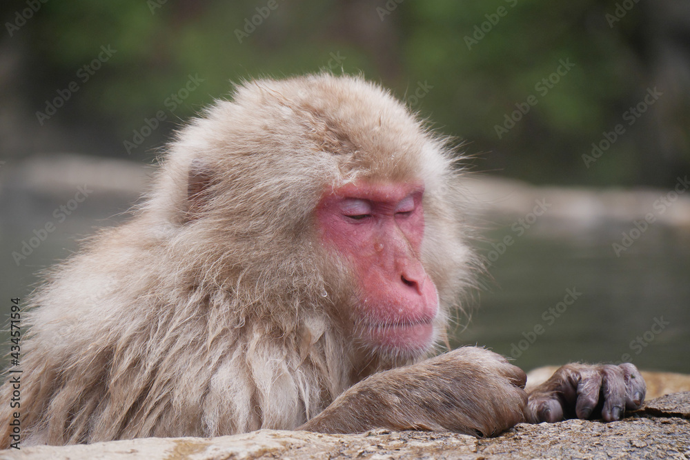 Obraz premium Monkey in hot-spring (Famous Snow Monkey in Early Summer) 