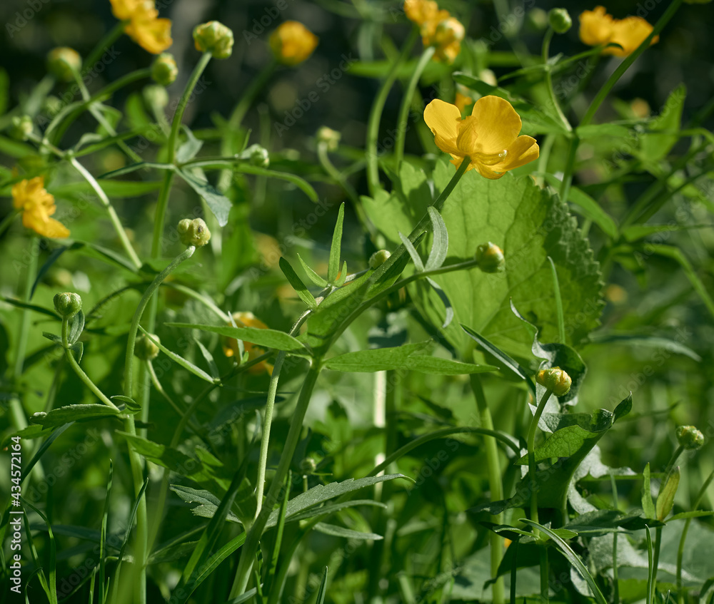 Close up of celandine plant.