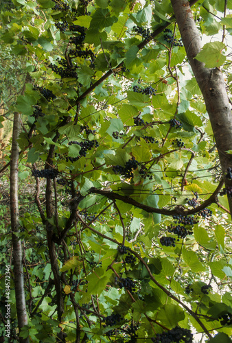 Vigne  raisin  Tonnelle  Treille