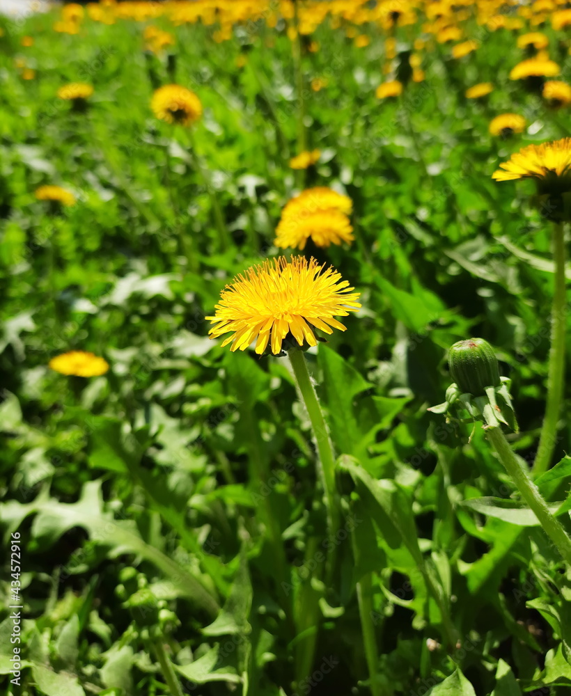 Bright yellow dandelion among the green spring grass.