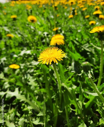 Bright yellow dandelion among the green spring grass.