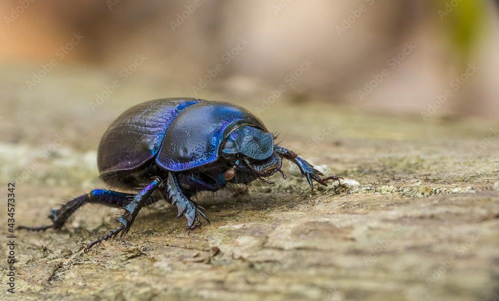 A dung beetle (Geotrupes stercorarius) in a beautiful coat. A dung beetle (Geotrupes stercorarius) in a beautiful coat.