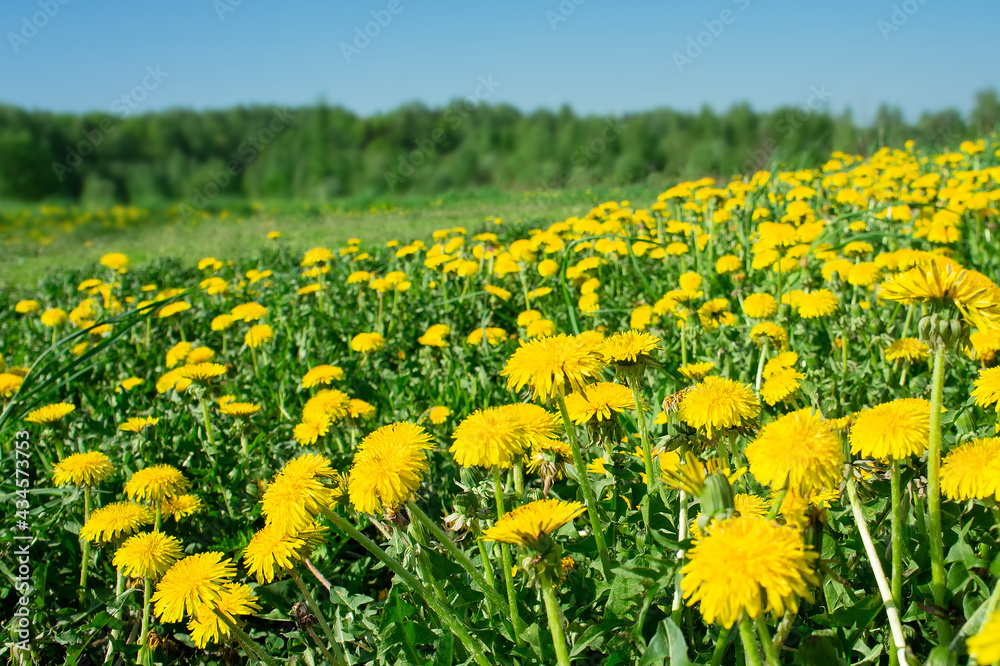 yellow wildflowers on defocused landscape background