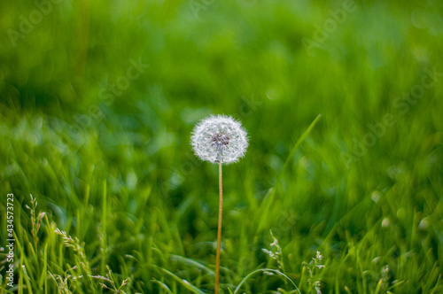Dandelion on a background of green grass