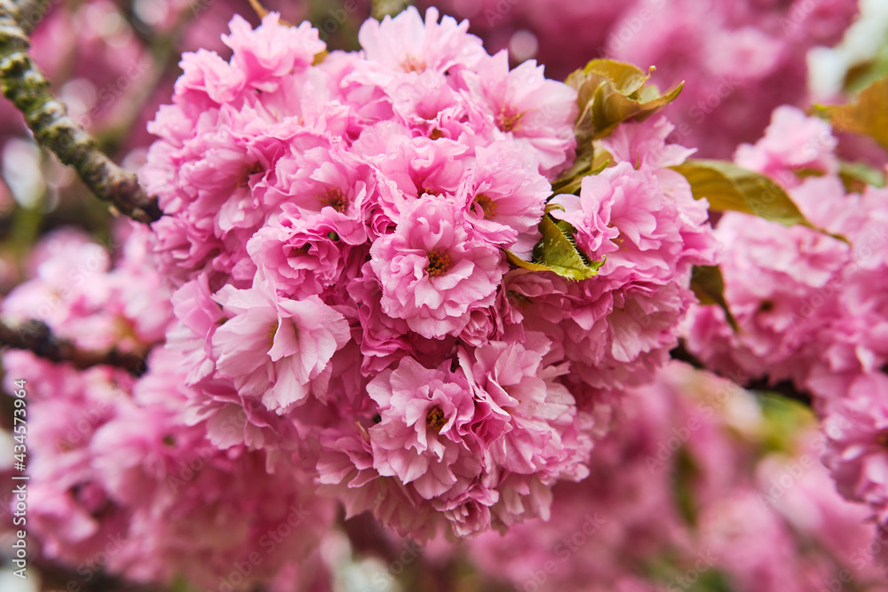 Blooming prunus serrulata detail Blooming prunus serrulata detail