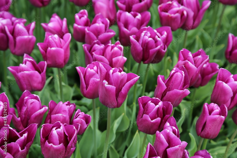 The tulips of the flower beds in the city of Amsterdam
