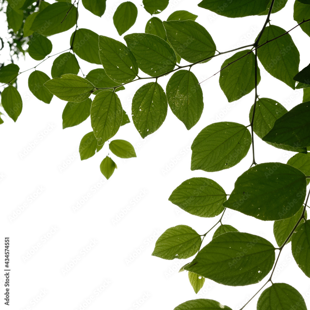 Green leaf isolated on white background, nature background