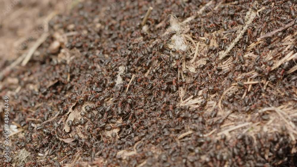 Red wood ant colony, Formica rufa, in a forest in Sweden, close up zoom in Red wood ant colony, Formica rufa, in a forest in Sweden, close up zoom in