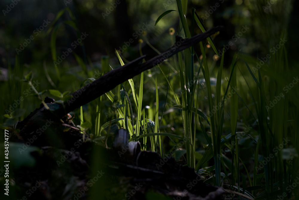 Naklejka premium grass, greenery, plants, green plants, forest, summer