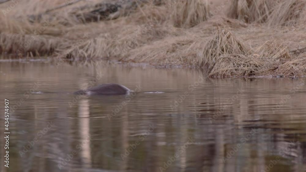 Eurasian otter in peatland river dives in search of food in Sweden Eurasian otter in peatland river dives in search of food in Sweden
