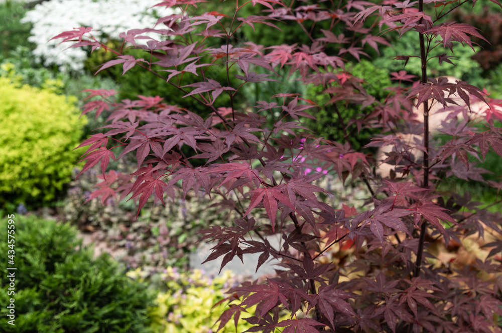 branch of japanese red-leaved maple branch of japanese red-leaved maple