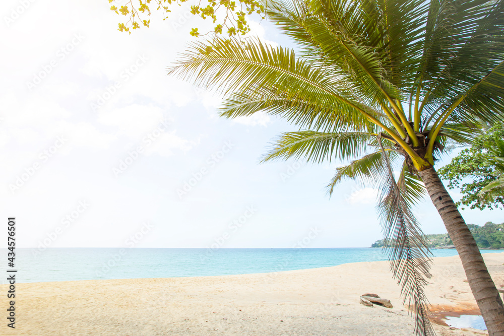 Coconut tree or palm tree on the Beach and Touched tropical beach in Phuket, Thailand