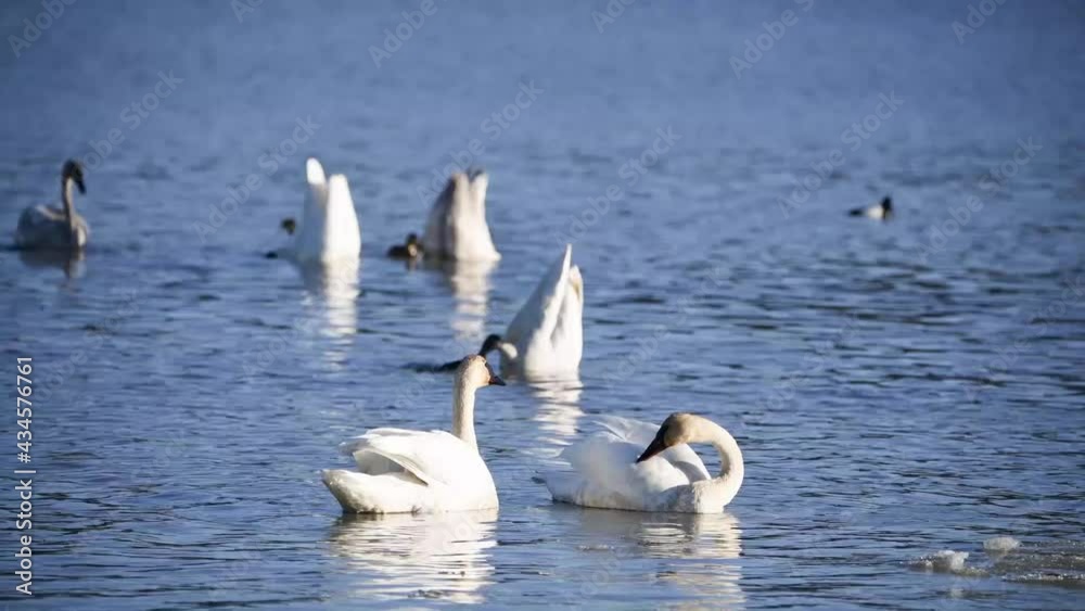 Swans swimming, eating, feeding and living their life in wild environment during migration to the Bering Sea, Alaska and northern Canada. Swans swimming, eating, feeding and living their life in wild environment during migration to the Bering Sea, Alaska and northern Canada.