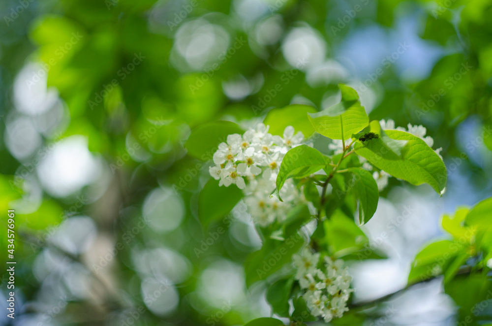 bird cherry tree in spring against blue sky bird cherry tree in spring against blue sky