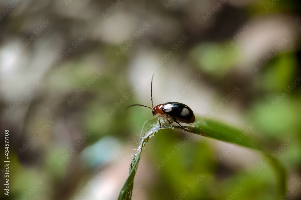 Lady bug on a leaf Lady bug on a leaf