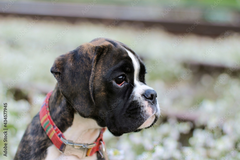 Beautiful dark brindle boxer puppy with white flowers Beautiful dark brindle boxer puppy with white flowers