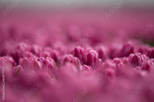 Pink purple blooming tulip field in Zeewolde the Netherlands