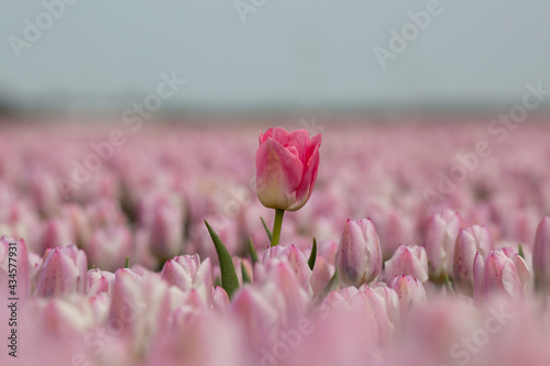 A big large blooming seasonal pink tulip standing out in the crowd of a field of smaller pink tulips