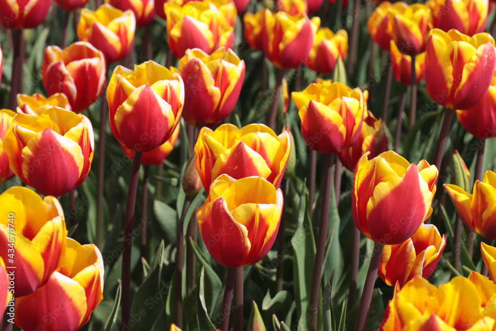 Fototapeta premium red and yellow tulips