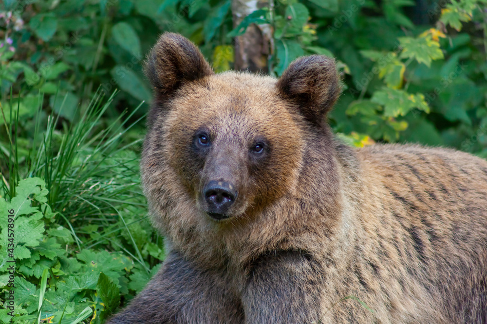 Adorable young brown bear in Bucegi Mountains, Sinaia area, Prahova County, Romania Adorable young brown bear in Bucegi Mountains, Sinaia area, Prahova County, Romania