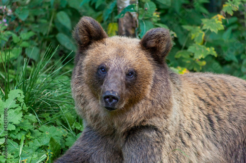 Adorable young brown bear in Bucegi Mountains, Sinaia area, Prahova County, Romania