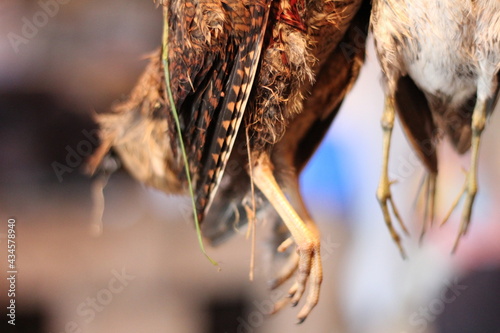 close up of a pheasant and snipe suspended after a hunt photo