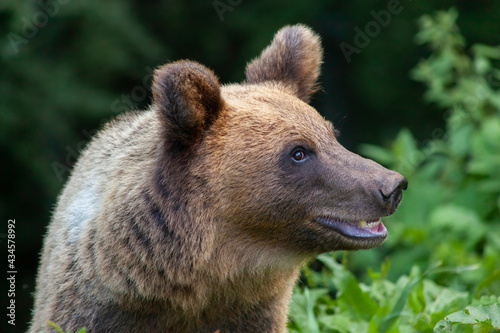 Adorable young brown bear in Bucegi Mountains, Sinaia area, Prahova County, Romania