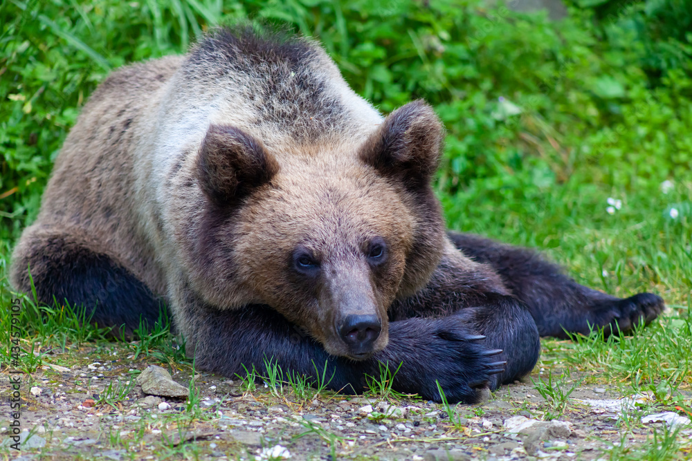 Fototapeta premium Adorable young brown bear in Bucegi Mountains, Sinaia area, Prahova County, Romania