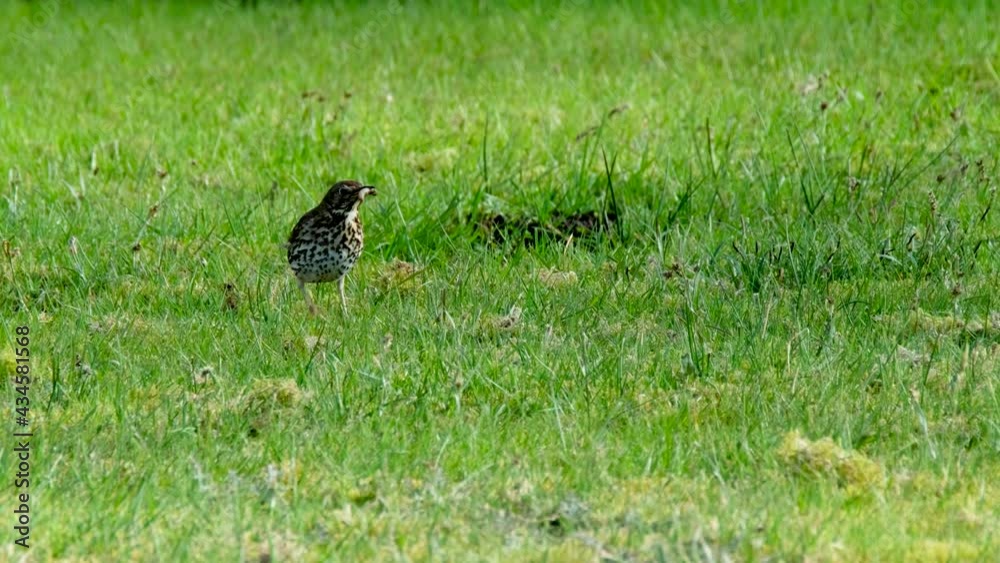 Song Thrush, turdus philomelos, visiting a garden in Ireland Song Thrush, turdus philomelos, visiting a garden in Ireland