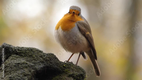 The european robin bird known simply as the robin or robin redbreast in Ireland and Britain, is a small insectivorous passerine bird that belongs to the chat subfamily of the Old World flycatcher photo