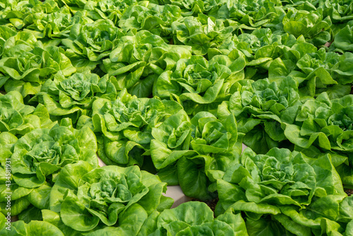 Butterhead lettuce vegetables smart plant of hydroponics farm for background ,Organic fresh harvested vegetables; Field of cultivation farming Salad plant farm for health.