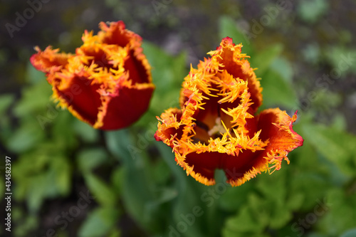bright colorful shaggy tulips of red-yellow color, two, close-up, grow in the garden