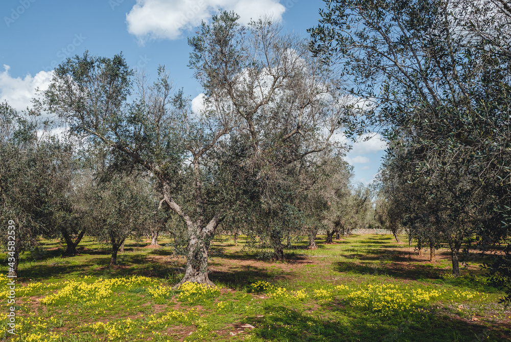 Countryside land in Puglia